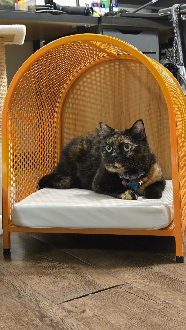 รูปแมว 1