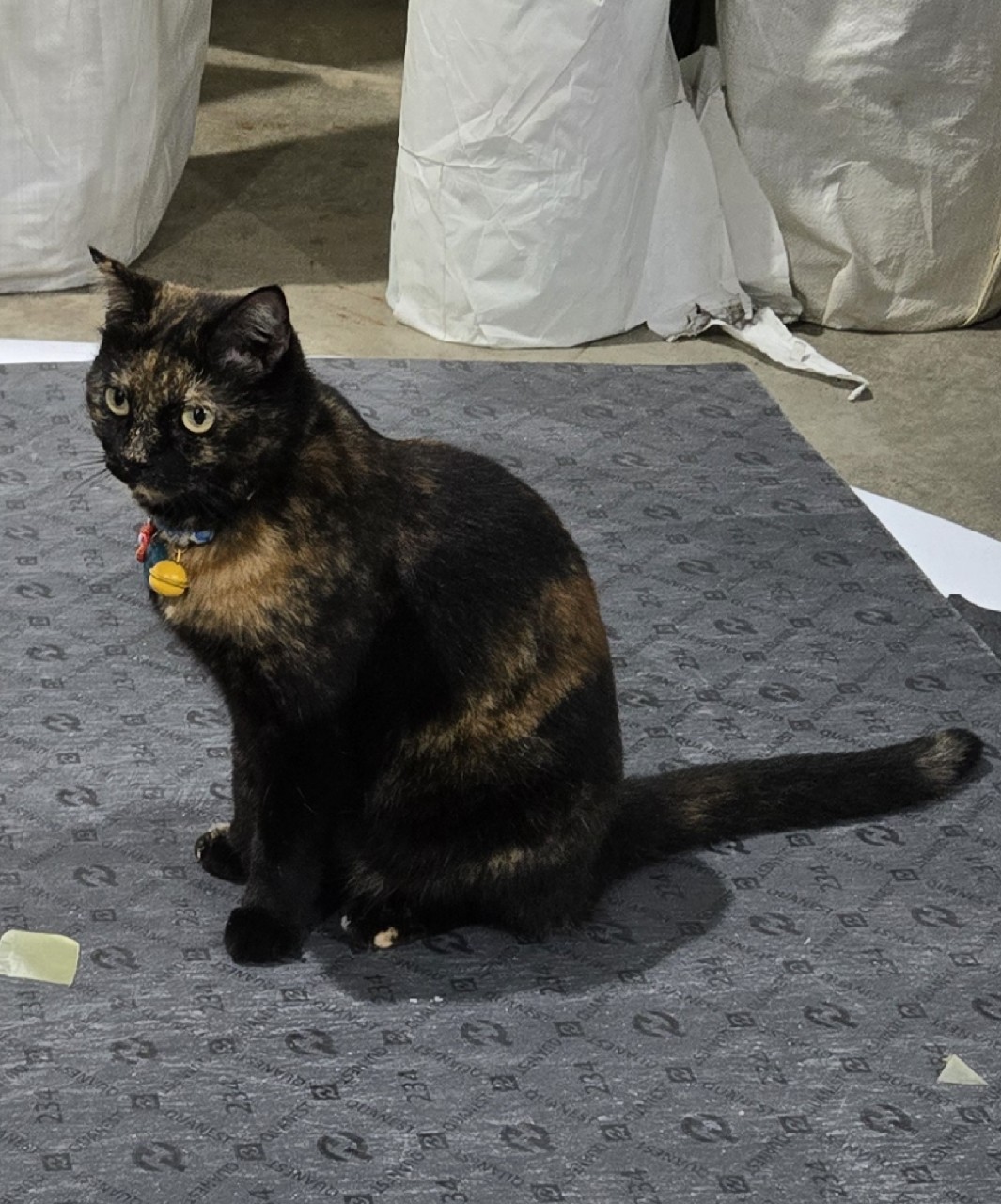 รูปแมว 2