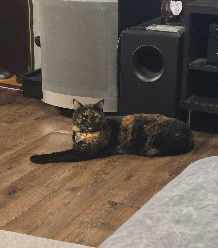 รูปแมว 3