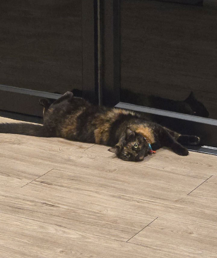 รูปแมว 4