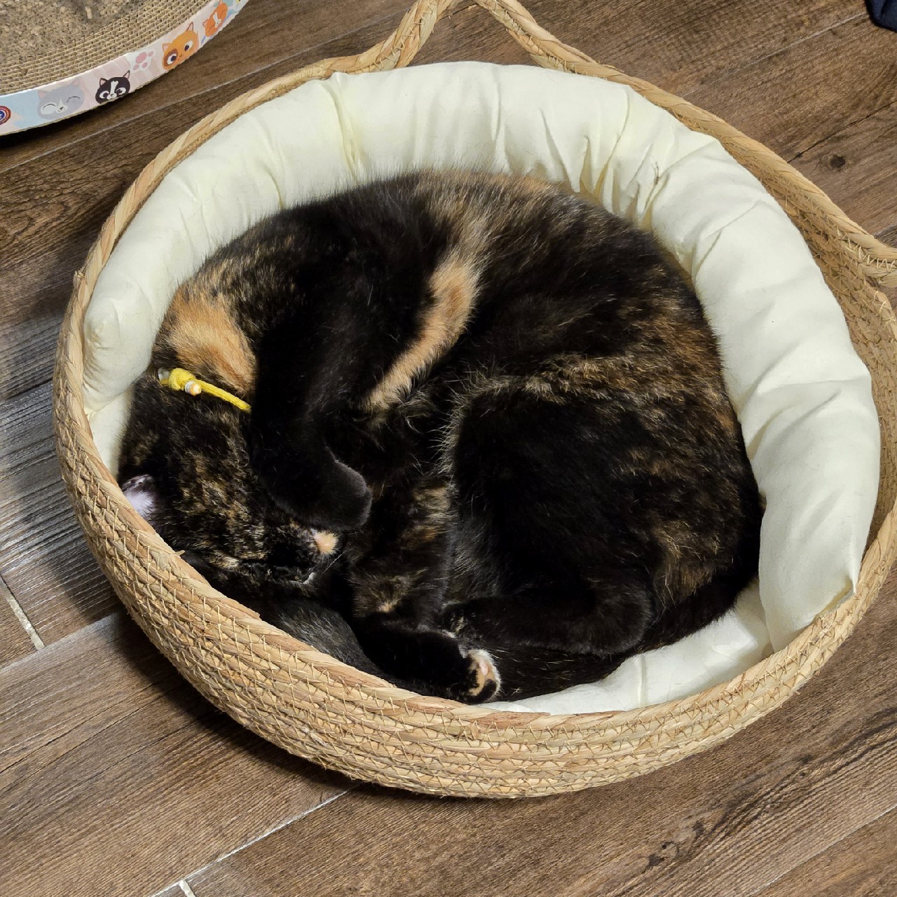 รูปแมว 5