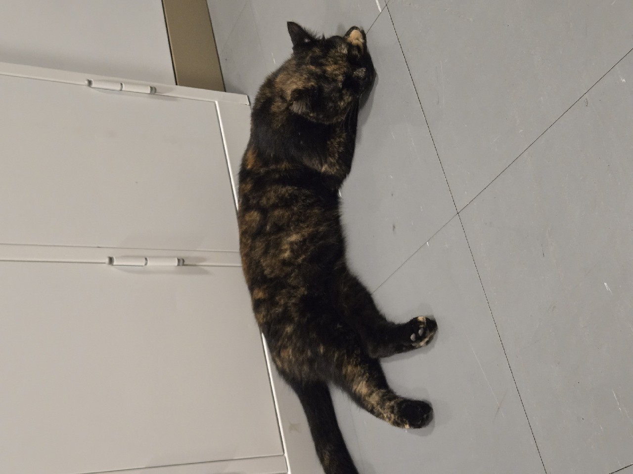 รูปแมว 6