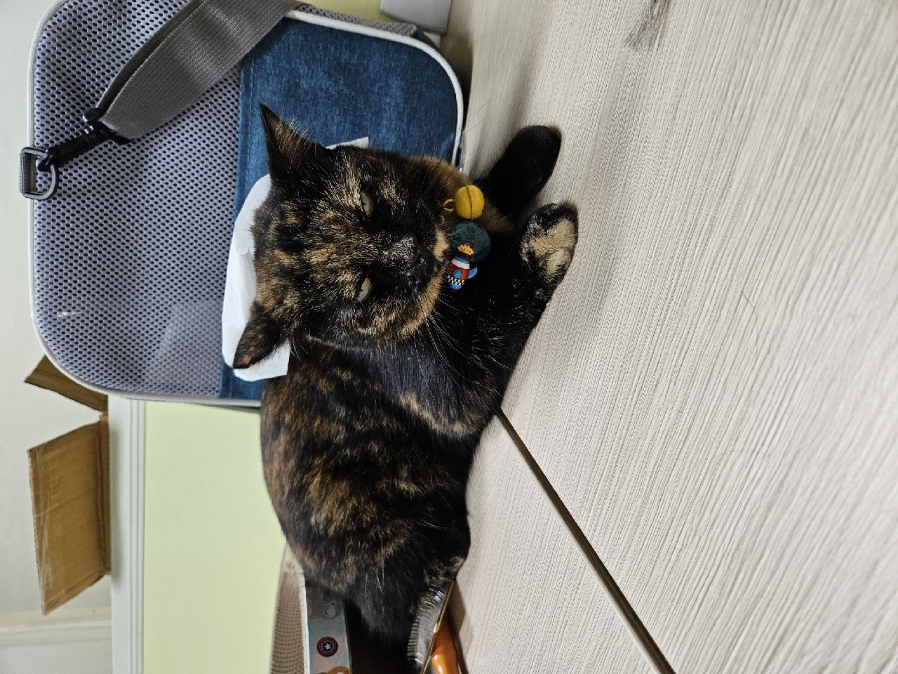 รูปแมว 7