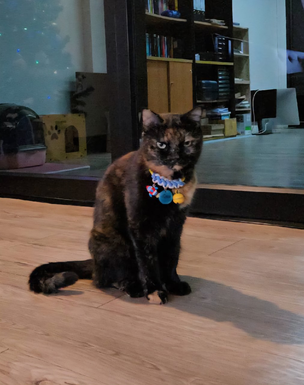 รูปแมว 8