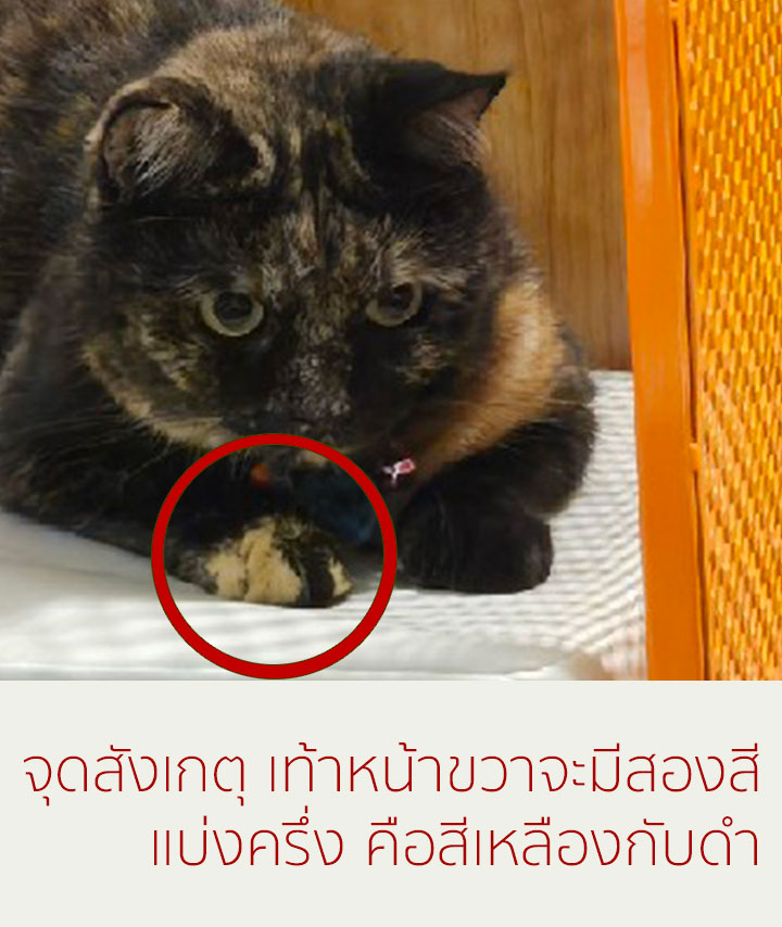 รูปแมว 2